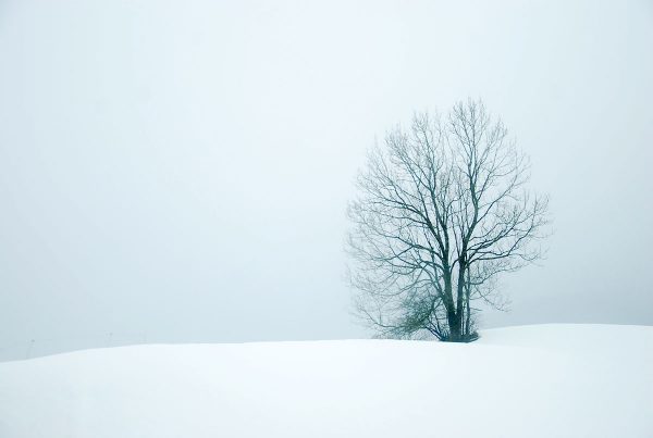 Lonely Snow Tree