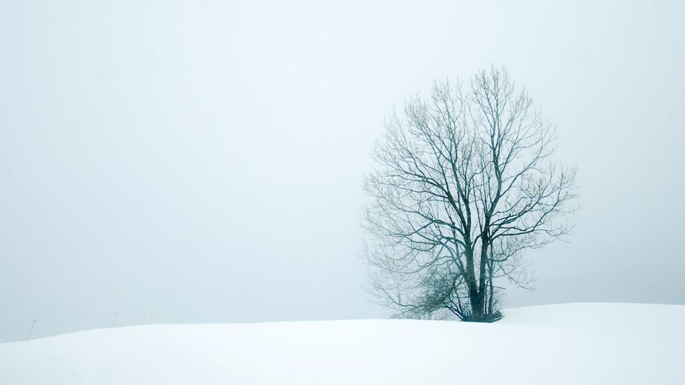 Lonely Snow Tree